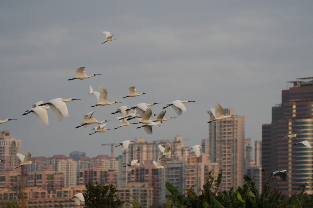 Black-faced spoonbills in San Tin. Green groups are concerned the technopole project will result in the loss of 240 hectares of wetland south of the Shenzhen River. Photo: Handout