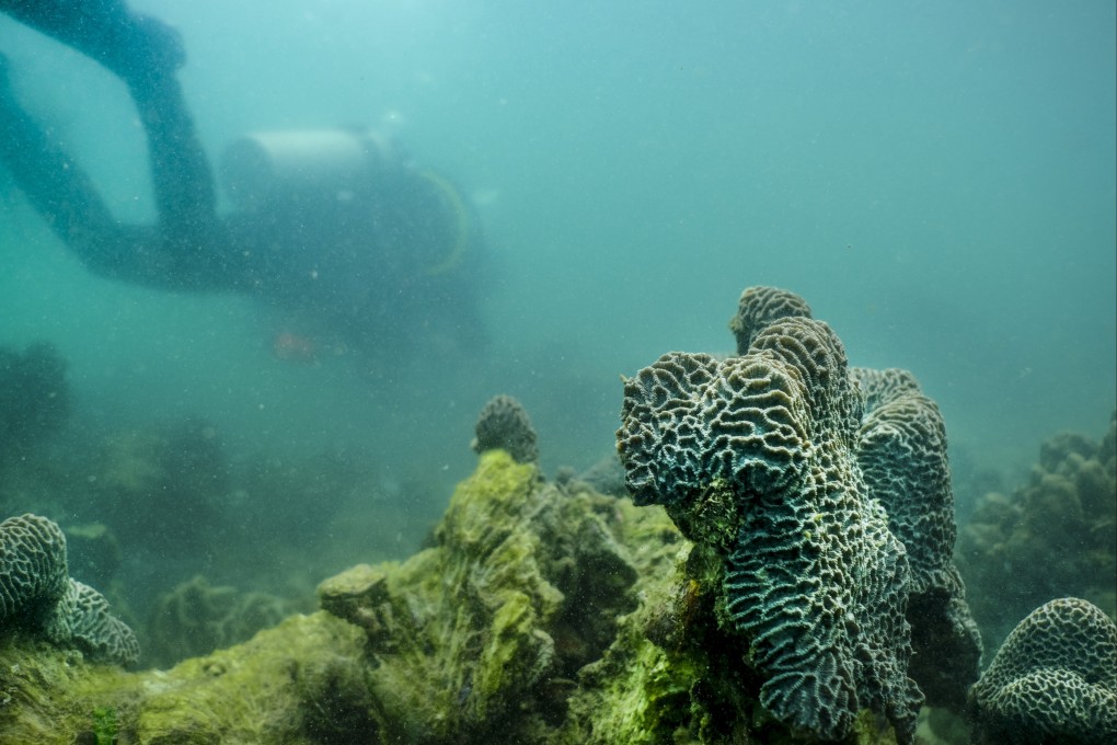 A divers checks coral on the seabed in Hoi Ha Wan, Sai Kung, in December 2018. Photo: SCMP