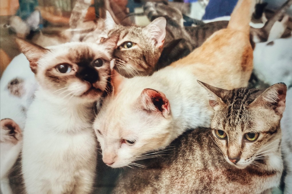 A man in South Korea was sentenced to 14 months’ jail time for killing 76 cats. Photo: Shutterstock