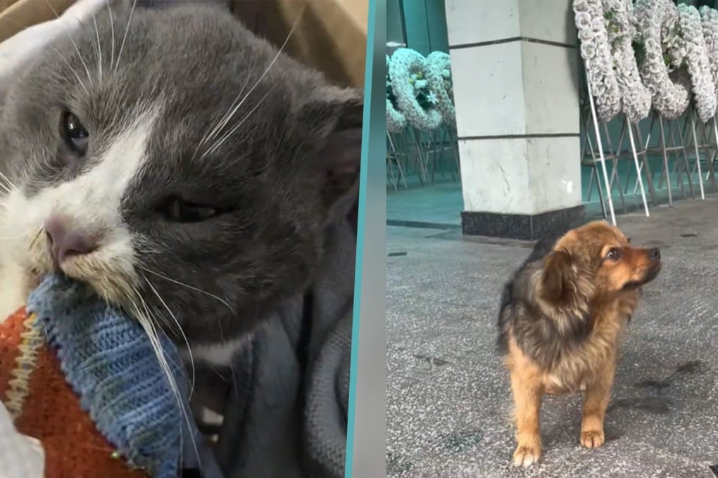 Pet passion: a dying cat hangs onto its owner’s sweater with its last breath and a disabled dog refuses to leave its master’s funeral, moving many people in China to tears. Photo: SCMP composite/Douyin