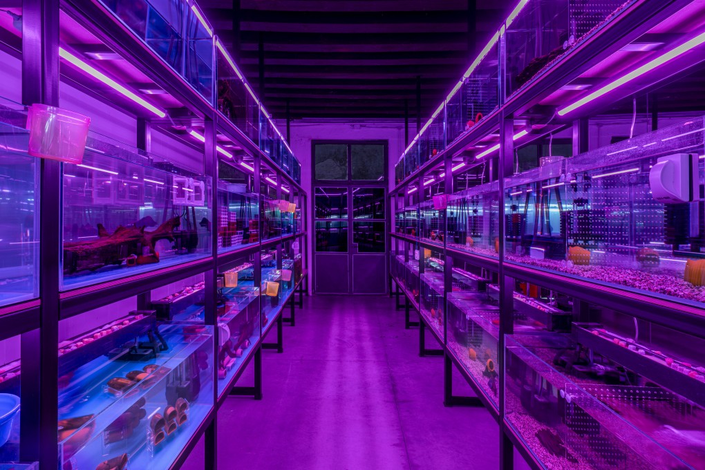 Detail from Cave of Avoidance (Not Yours), part of Trevor Yeung’s “Courtyard of
Attachments” exhibition representing Hong Kong at the 2024 Venice Biennale. Photo: Ela Bialkowska, OKNO studio
