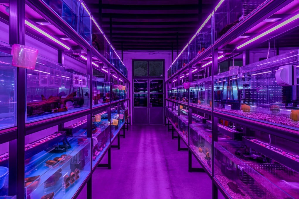 Detail from Cave of Avoidance (Not Yours), part of Trevor Yeung’s “Courtyard of
Attachments” exhibition representing Hong Kong at the 2024 Venice Biennale. Photo: Ela Bialkowska, OKNO studio