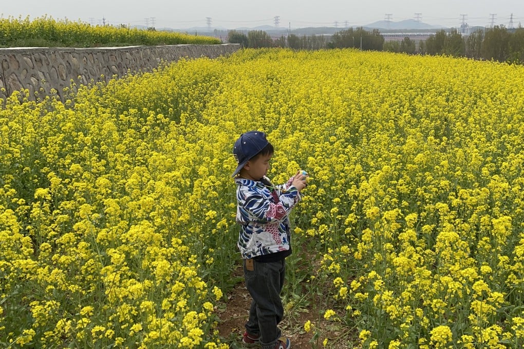 China has revealed a new variety of rapeseed that has increased yields by 150 per cent. Photo: Simon Song