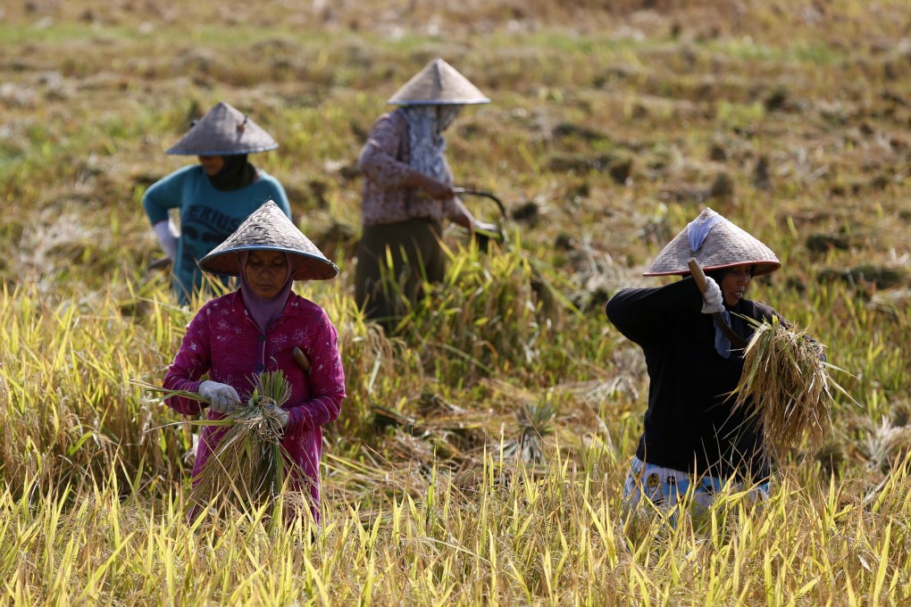 Farmers harvest rice in the Aceh Besar region of Indonesia on February 29. Indonesia President Joko Widodo has asked officials to prepare policies to address the high price of rice in the country as a result of extreme climate changes, which have led to crop failures and low production. Photo: EPA-EFE