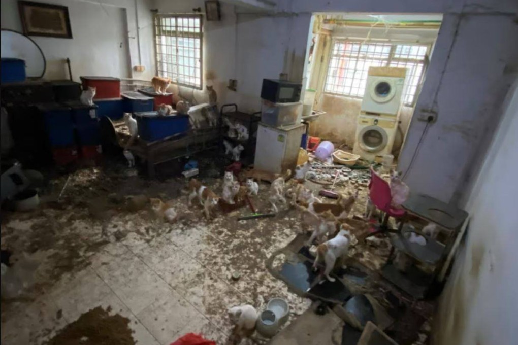 The dismal condition of the flat that housed 43 cats. Photo: court documents