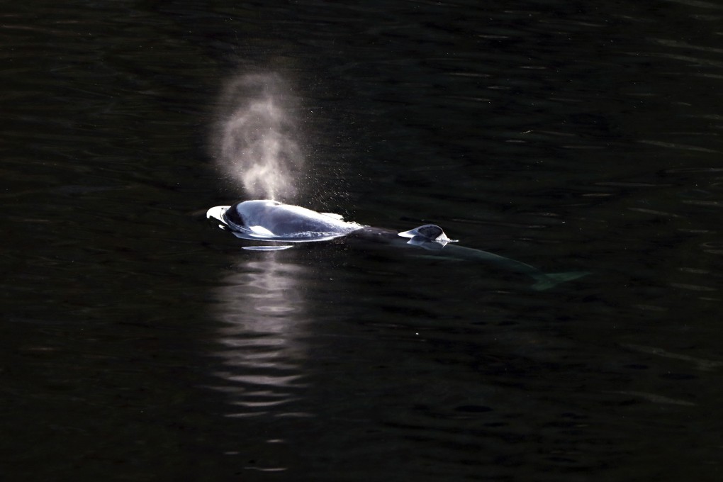 The orphaned killer whale calf swims in Little Espinosa Inlet near Zeballos, British Columbia, on April 19. Photo: The Canadian Press via AP