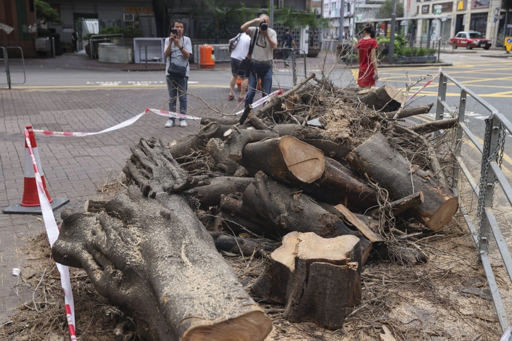 The tree has suffered from a fungus infection, according to the Leisure and Cultural Services Department. Photo: Yik Yeung-man