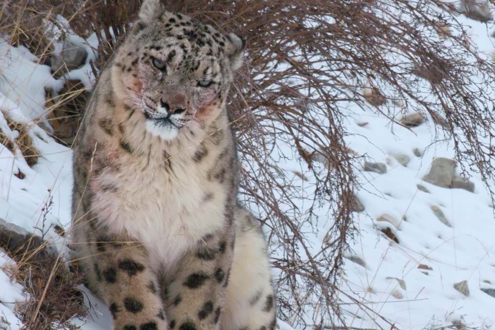 A snow leopard on the Qinghai-Tibet Plateau. Photo: BBC Studios