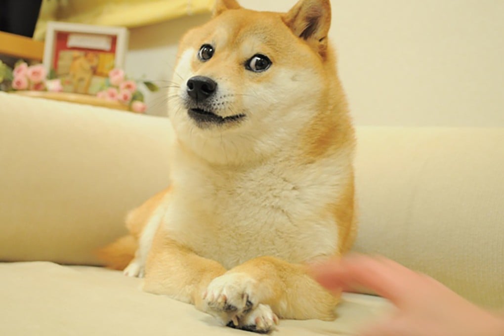 The photo of shiba inu Kabosu posted online in 2010 by Atsuko Sato, who adopted her as a rescue puppy. It spawned online memes, one of which led to the creation of the cryptocurrency Dogecoin, and was turned into an NFT. Photo: Handout