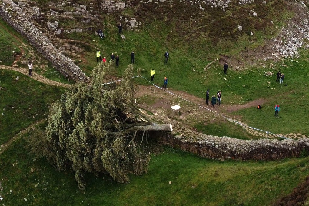 The felled Sycamore Gap tree is seen at Hadrian’s Wall, in northern England, in September 2023. Photo: AFP