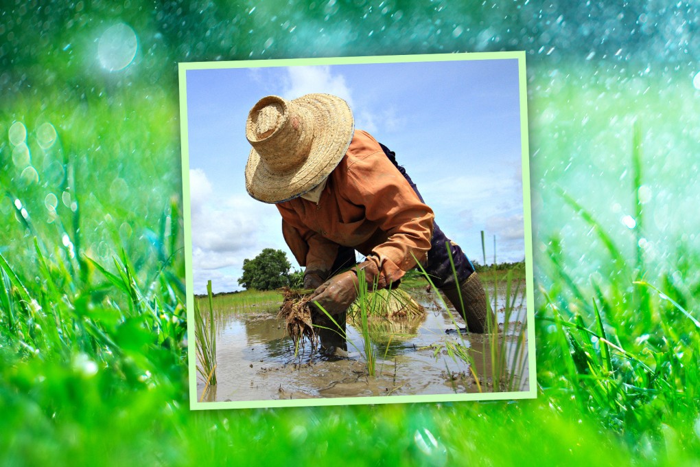 The “grain rain” period is one of 24 solar terms in the traditional Chinese calendar and signifies the start of a new cycle of growth. The Post explains how ancient “seasons” dominate life on the mainland. Photo: SCMP composite/Shutterstock