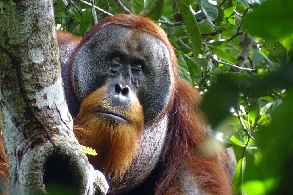 Rakus, a Sumatran orangutan, is seen two months after he started treating himself with a medicinal plant at a protected rainforest area in Indonesia. Photo:Safruddin/Max Planck Institute of Animal Behaviour via Reuters