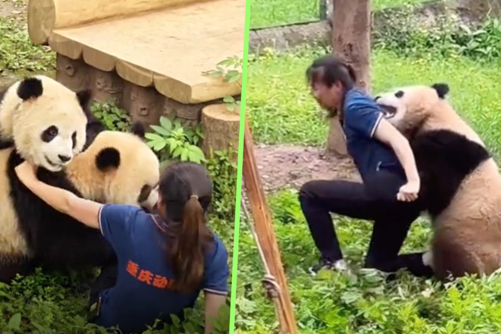 Pandas are widely seen as cute and cuddly, but a fresh incident in which a keeper was chased and bitten by one, has shown that caring for the big bears carries significant risk. Photo: SCMP composite/Douyin