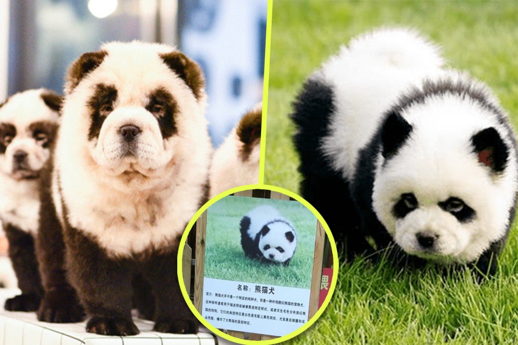 A zoo in China is facing allegations of animal cruelty for putting dyed dogs on display which look like, but are not, Giant Pandas. Photo: SCMP composite/Weibo/163.com