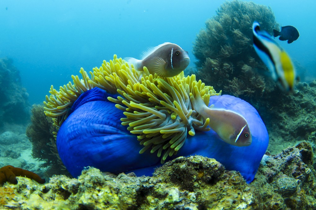 Fish and sea anemones at a marine ranch in the sea around Wuzhizhou Island in Sanya in south China’s Hainan province in June 2020. Around the world, countries are setting up marine protected areas as part of the fight against biodiversity loss. Xinhua: Yang Guanyu