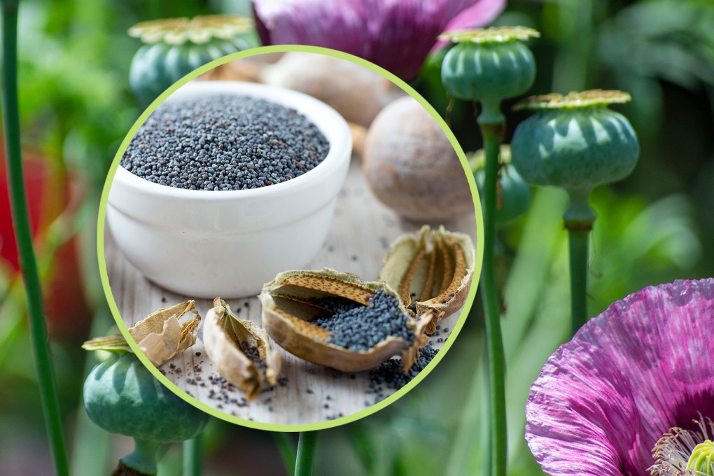 Why do people in China use opium poppies as seasoning in cooking despite official ban on the plant? The Post explains. Photo: SCMP composite/Shutterstock