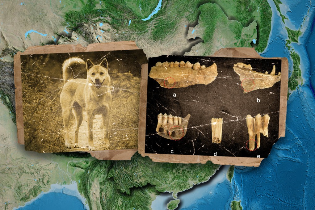 Researchers discover that the practice of feeding human food to domesticated dogs in ancient China may be a tradition with ancient origins. Photo: SCMP composite/Shutterstock/Cambridge University/Zhihu