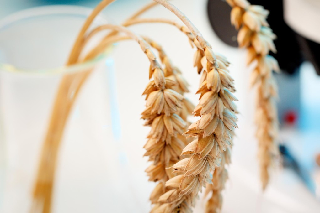 The wheat genome was edited to boost resistance to powdery mildew. Photo: Shutterstock