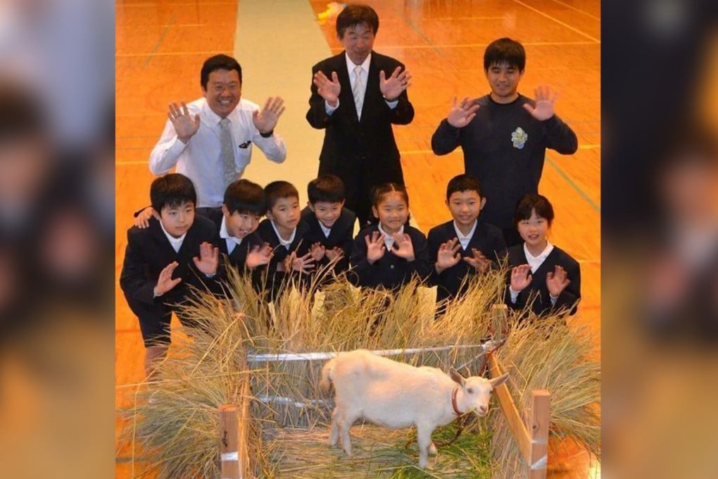 A rural Japanese primary school with just eight pupils has enrolled a baby goat as a “student” to add “lively vibes” to its campus. Photo: Weibo