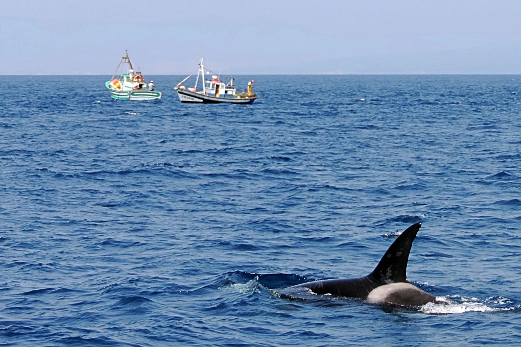 An Orca whale in the Mediterranean Sea, off the coast of Spain. File photo: Shutterstock