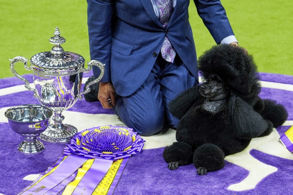 Sage, a miniature poodle, poses for photos after winning. Sage notched the 11th triumph for poodles of various sizes at Westminster; only wire fox terriers have won more. Photo: AP
