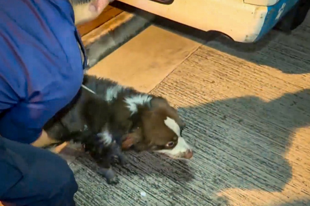 A dog, two cats, three birds and a marten have died in a fire. Photo: Cable TV news