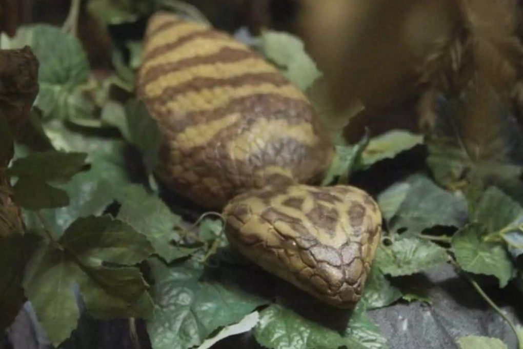 A model of a tsuchinoko is displayed at a museum in Higashishirakawa, Gifu prefecture, Japan. The mythical Japanese snake creature is explored in a new film that looks at how Japan has changed since the mid-20th century. Photo: Higashishirakawa Municipal Government