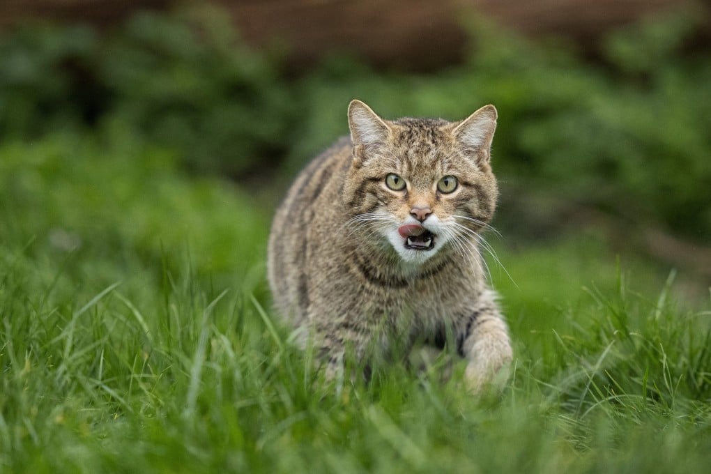 A group of 19 Scottish wildcats was released into the Cairngorms National Park in 2023, with further releases planned in 2024 and 2025 as part of rewilding efforts in Scotland that are driving growth in ecotourism. Photo: Daniel Allen