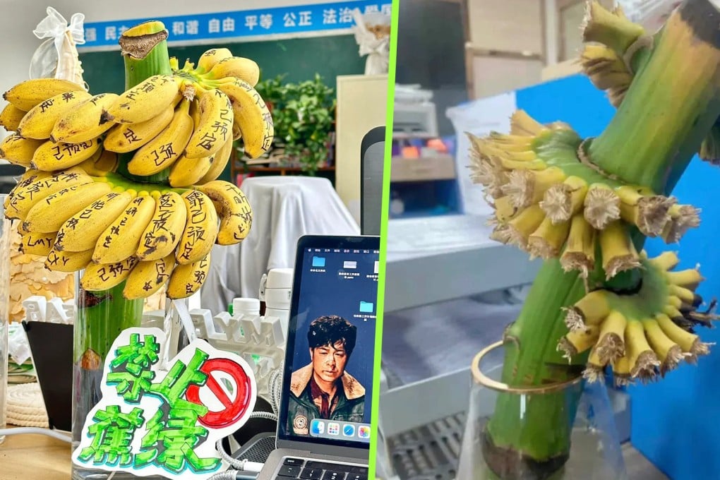 Anxiety-hit young professionals in China have taken to cultivating bananas at their work stations in a bid to relieve the stress of office life. Photo: SCMP composite/Xiaohongshu