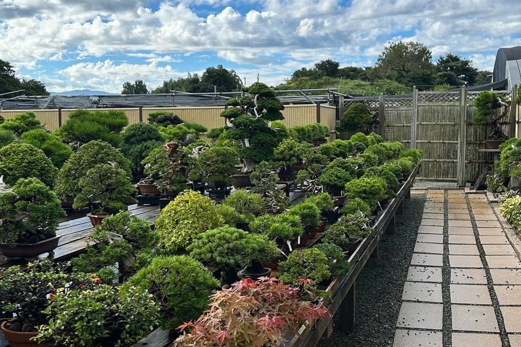 Bonsai trees in Gashou-en, a nursery in southern Japan’s Kumamoto prefecture that was raided by thieves earlier this month. Photo: Instagram/Gashou-en