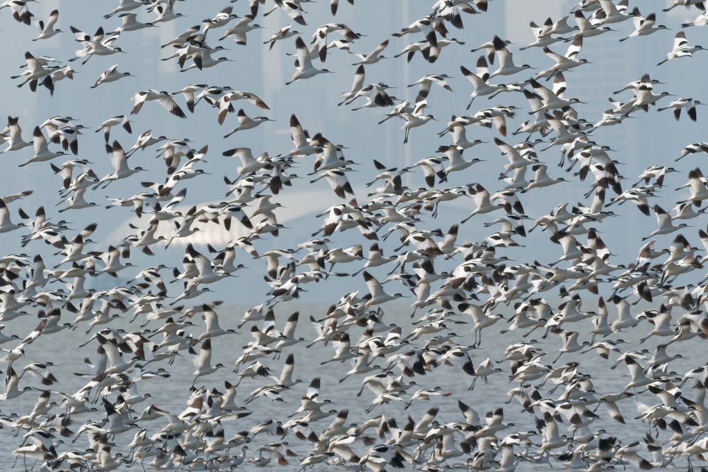 Avocets in flight over Mai Po in March 2018.  Hong Kong’s Mai Po wetlands complex, a key staging post for migratory birds, is once again under threat of development. Photo: Martin Williams