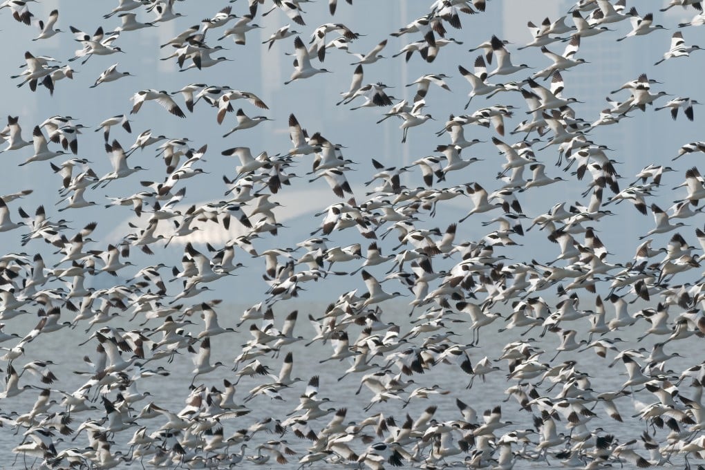 Avocets in flight over Mai Po in March 2018. Hong Kong’s Mai Po wetlands complex, a key staging post for migratory birds, is once again under threat of development. Photo: Martin Williams