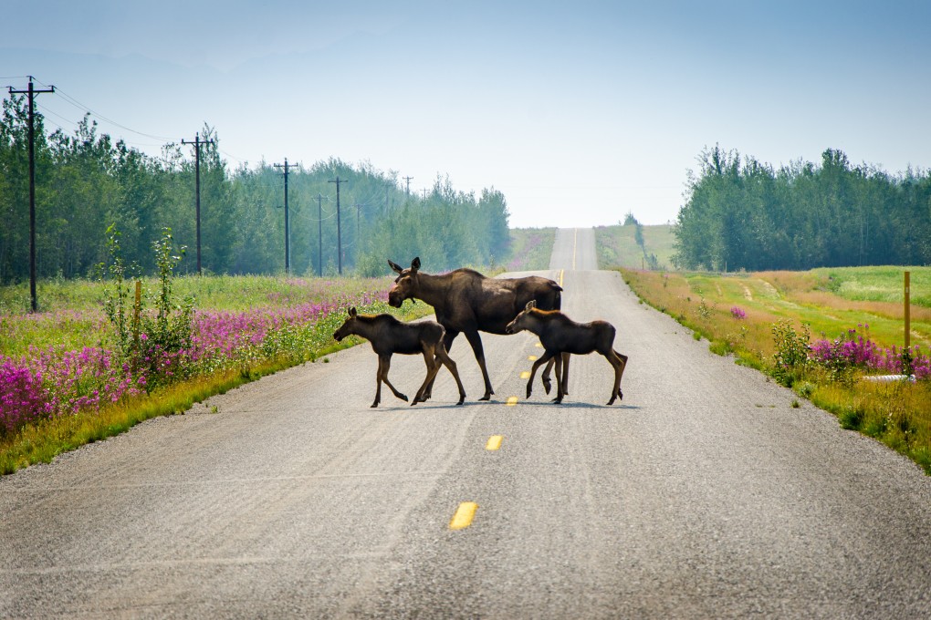 There are up to 200,000 moose in Alaska, a state with a human population of about 737,000. File photo: Shutterstock