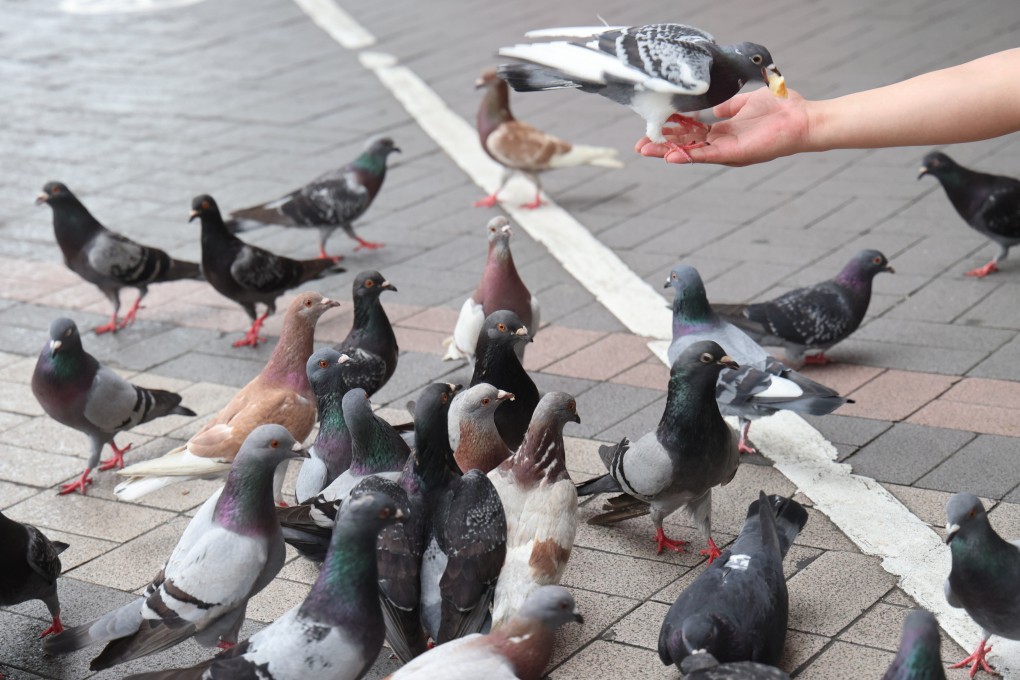 Hong Kong will ban pigeon feeding on August 1. Photo: Jelly Tse