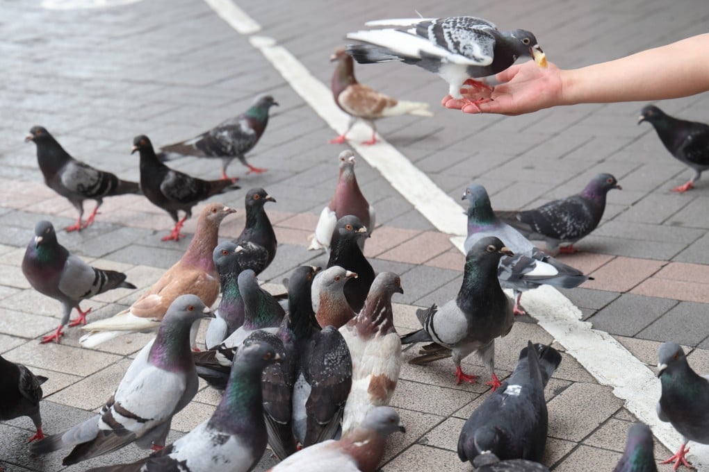 Hong Kong will ban pigeon feeding on August 1. Photo: Jelly Tse