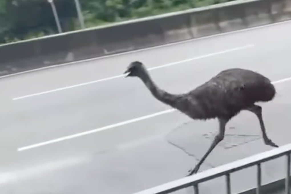 The bird was spotted racing along roads, sometimes against the direction of traffic. Photo: Facebook/Bosco Chu