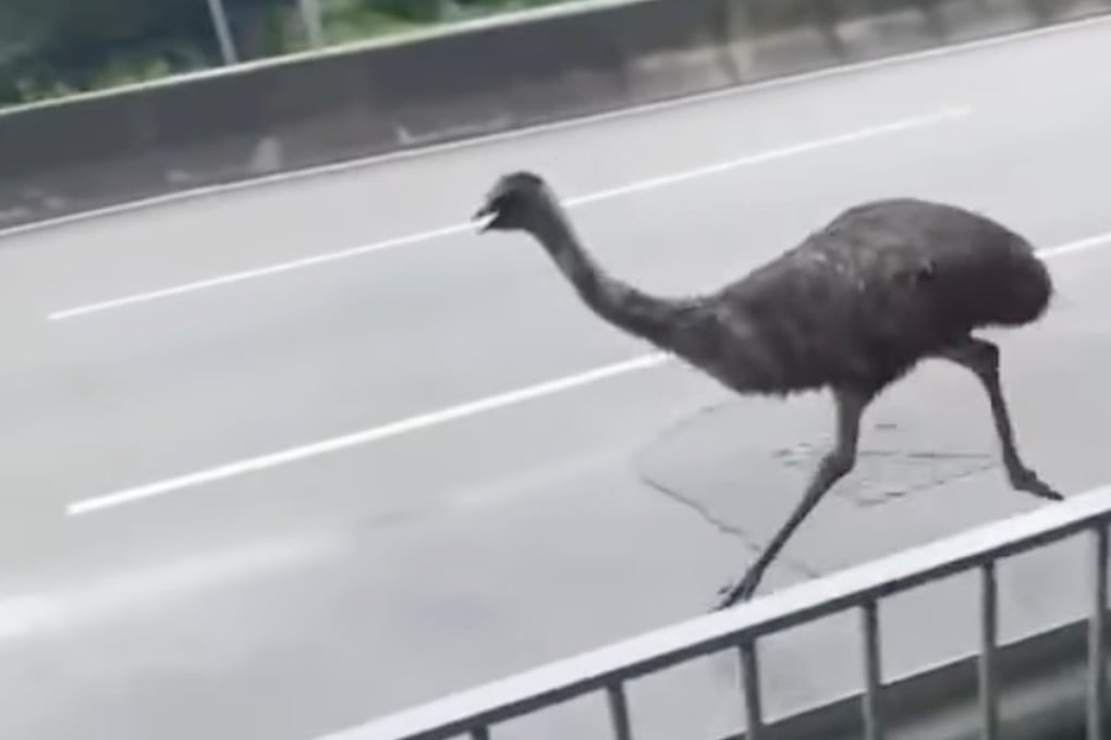 The emu was seen running along roads in Tin Shui Wai. Photo: Facebook/Bosco Chu