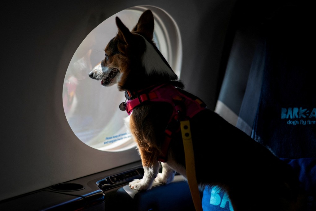 A dog looks out from a plane’s window during to introduce Bark Air, an airline for dogs. Photo: Reuters