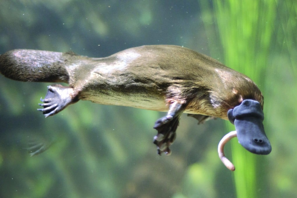 Australia’s platypus and four species of echidna are the only living monotremes, or egg-laying mammals. Photo: Shutterstock
