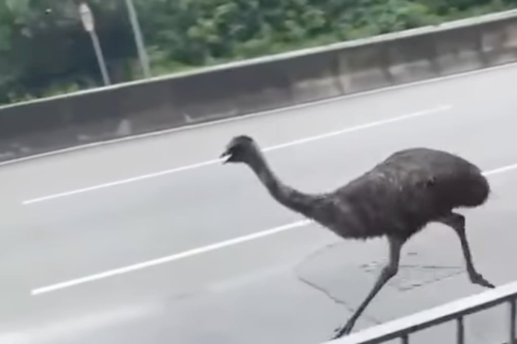 The emu was spotted running along roads in the New Territories. Photo: Facebook/Bosco Chu