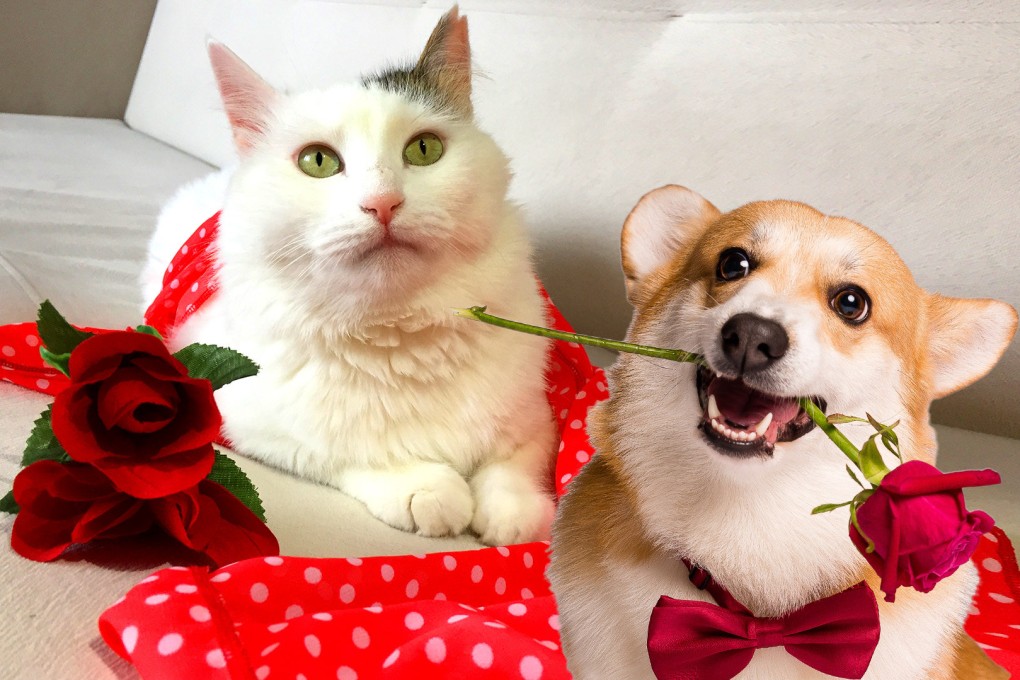 Young adults in China are staging online matchmaking events for their pets in a bid to relieve the stresses and strains of modern life. Photo: SCMP composite/Shutterstock