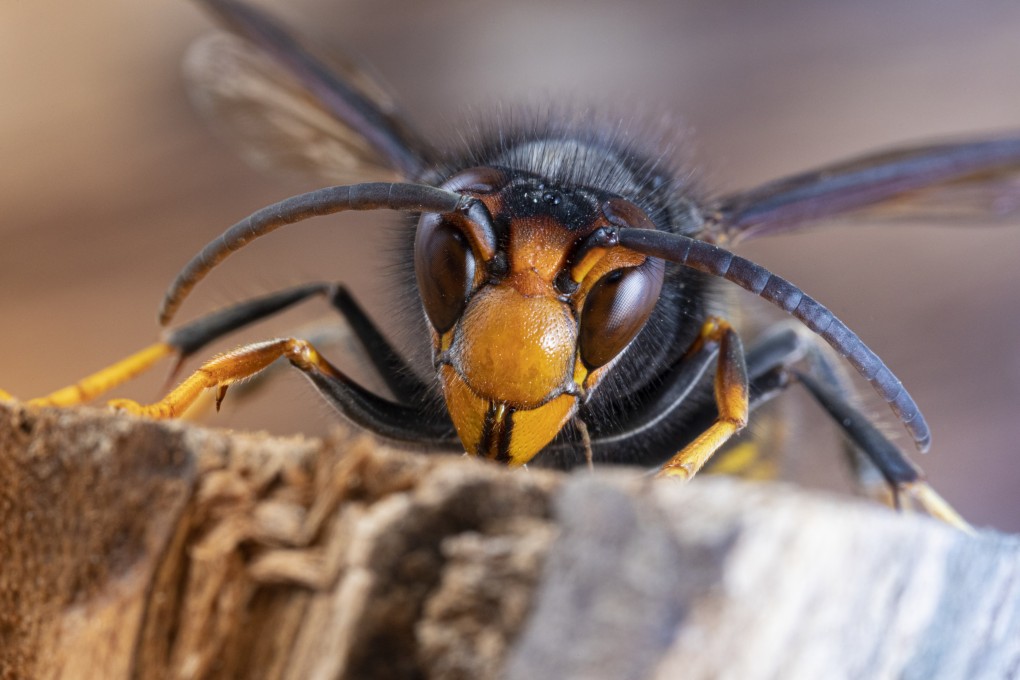 Asian hornets, famous for their murderous destruction of bee colonies, have started appearing in Britain. Cliff Buddle, who watched an attack in Hong Kong, and now lives in England, is on the alert. Photo: Getty Images