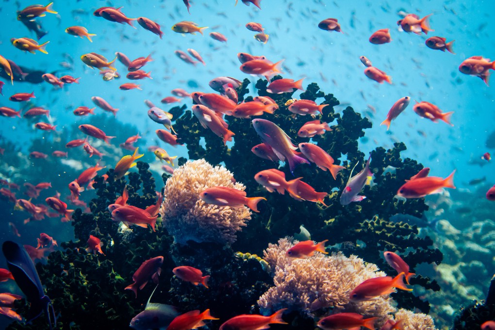 A shoal of lyretail anthias in waters near Puerto Galera in the Philippines. This diving location might not be as trendy as others in the country such as Coron and Camiguin, but for our correspondent, an experienced scuba diver, it trumps them all. Photo: Sarah Gillespie