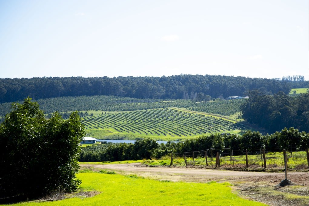 China has surpassed Japan as the largest avocado consumer in the Asian market, according to Avocados Australia. Photo: Getty Images