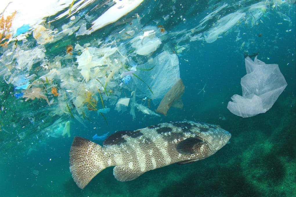 Fish and plastic pollution in the sea. More than 50 per cent of Malaysia’s microplastic consumption comes from fish, the study found. Photo: Shutterstock