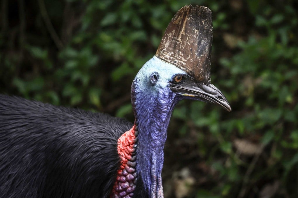 Only about 4,500 cassowary birds remain in the wild. Photo: AFP