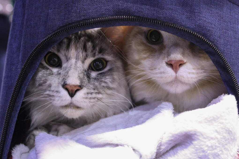 The quarantine period for pets in Hong Kong depends on the origin of the animals, with authorities classifying the areas into three groups. Photo: Yik Yeung-man