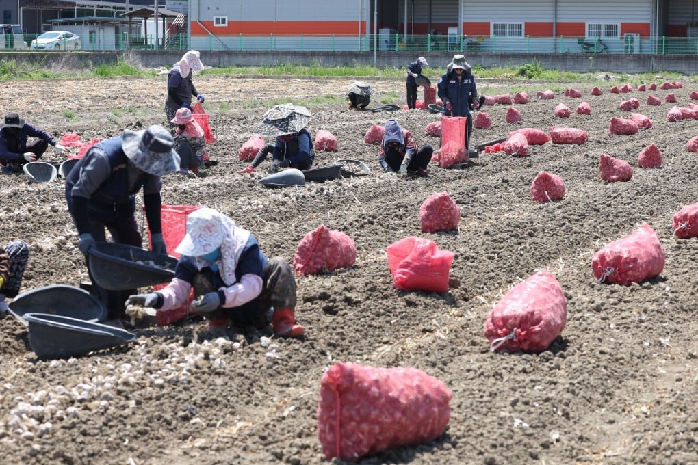 Seasonal migrant workers harvest onions at a farm in Changnyeong, South Korea. Photo: EPA-EFE/Yonhap