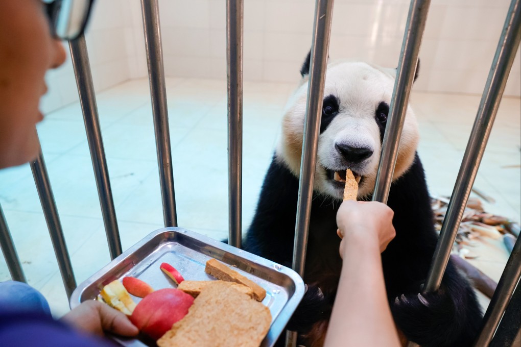 Giant panda Fu Bao eats at the Shenshuping Panda Base in Wolong National Nature Reserve in China’s Sichuan province on May 27. Photo: Xinhua