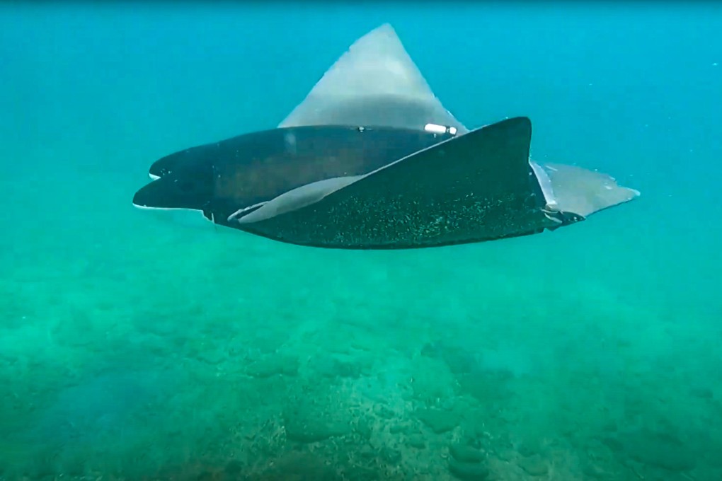 The vessels have been deisgned to resemble manta rays. Photo: CCTV